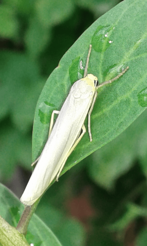Erebidae: Eilema sp.  ?  S, Eilema cfr. caniola
